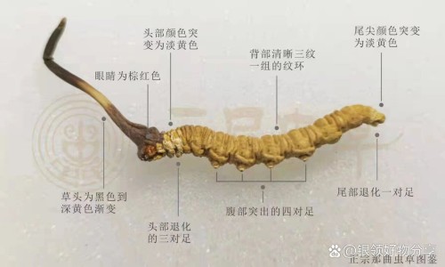 月见草胶囊一天吃几粒好-月草胶囊服用禁忌网- 月见草胶囊多钱瓶知识,分享月草胶囊服用禁忌是什么